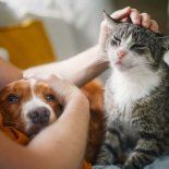 Perros o gatos: la mejor mascota para la salud. Perros o gatos: la mejor mascota para la salud.