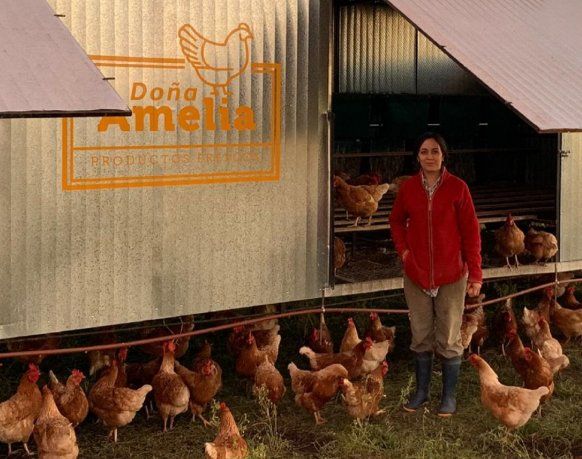 Camila le da de comer a las gallinas, cosecha los huevos, los clasifica y los empaca en el maple. 