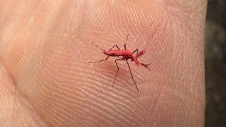 Detectan un nuevo virus de mosquitos qeu reemplaza al Dengue. Detectan un nuevo virus de mosquitos qeu reemplaza al Dengue.