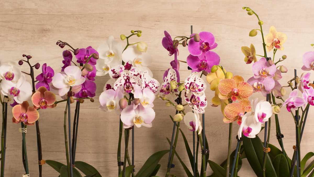 These five flowers are beautiful for your home and few know that they have great health benefits