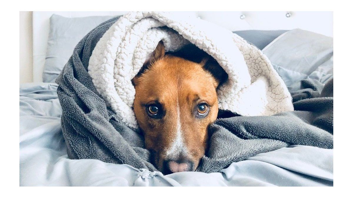 I protect your dog from low temperatures! These are the races that need more care in winter