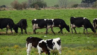 La faena del mes de noviembre fue la más alta desde mayo de 2022.