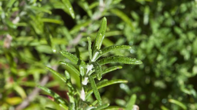 Estudios preliminares sugieren que el aroma del romero puede mejorar la memoria de trabajo.