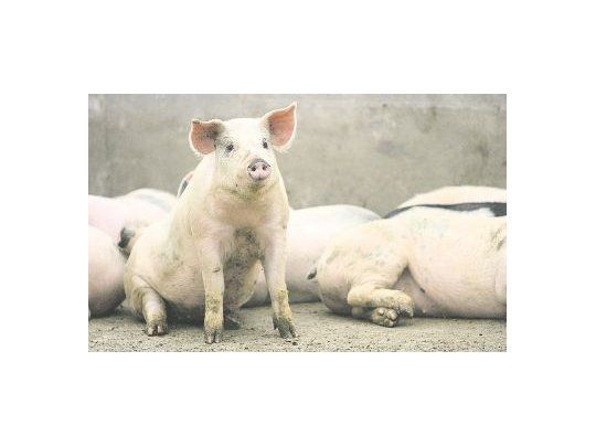 crecimiento. De 2009 a 2015 la cadena invirtió alrededor de u$s1.000 millones y logró un fuerte crecimiento en el consumo interno de carne.