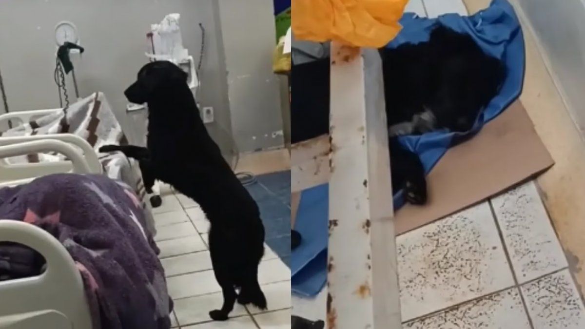 Final Inesperado: Un Perro Acompañó A Su Dueño Al Hospital, Pero El ...