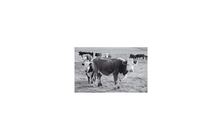 Un nuevo sistema de identificación de vacas podría llegar a resolver muchos casos de abigeato.