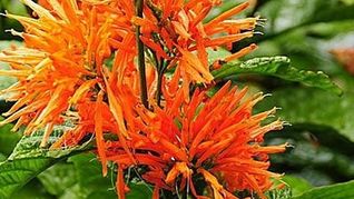 Purifica tu casa con estas plantas.