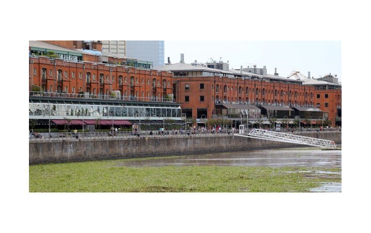 La invasión de culebras y yararás que viajan sobre camalotes arrastrados por la creciente del río llegó a los diques de Puerto Madero