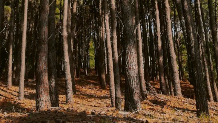 Tiene más de 700 hectáreas de bosque para disfrutar y contemplar la naturaleza.