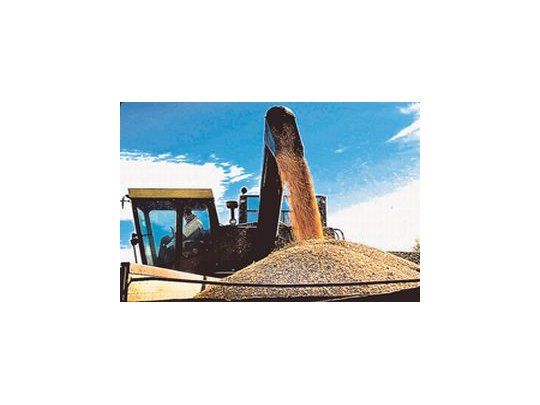 Exportaciones de granos de cayeron 38% en los primeros cinco meses del año.