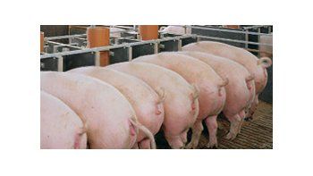 Sector porcino: reunión entre Agricultura y productores
