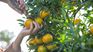 Los cítricos uruguayos responden a los estándares ambientales internacionales.&nbsp;