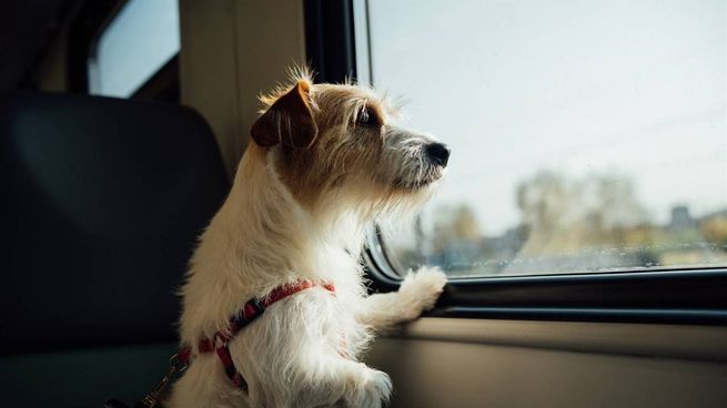 perro tren