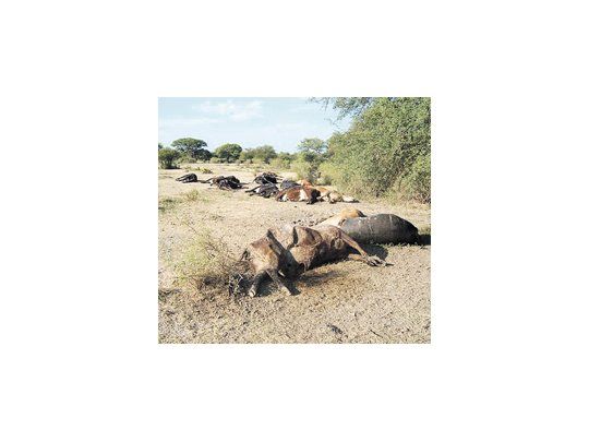 CRECIENTE DRAMA DE SEQUÍA