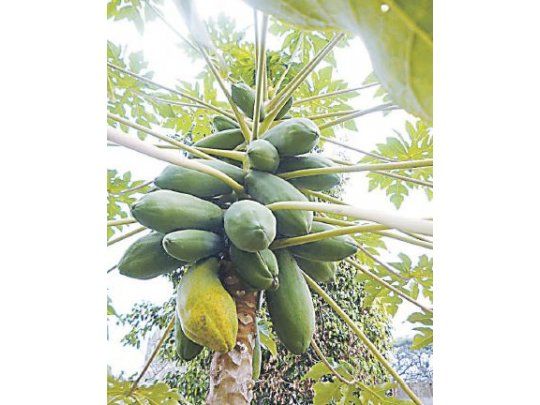 Mamón, una alternativa para zonas cálidas