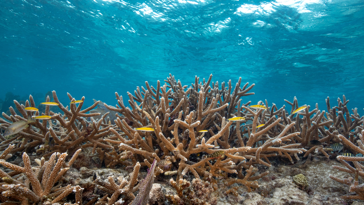 Los corales rescatados son llevados al Reef Institute en West Palm Beach, en donde los organizan en tanques y los mantienen en cuarentena. Los corales rescatados son llevados al Reef Institute en West Palm Beach, en donde los organizan en tanques y los mantienen en cuarentena.