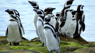 El CONICET lanza un nuevo streaming con pingüinos. El CONICET lanza un nuevo streaming con pingüinos.