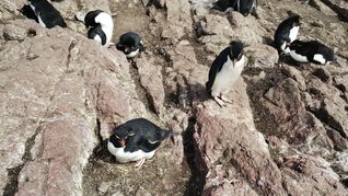 El CONICET lanza un nuevo streaming con pingüinos. El CONICET lanza un nuevo streaming con pingüinos.