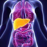 Un estudio descubrió cómo el alchol modifica las proteínas, lo que favorece el hígado graso. Un estudio descubrió cómo el alchol modifica las proteínas, lo que favorece el hígado graso.