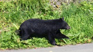 La ciudad japonesa de Utsunomiya cierra todas sus escuelas por la presencia de osos. La ciudad japonesa de Utsunomiya cierra todas sus escuelas por la presencia de osos.