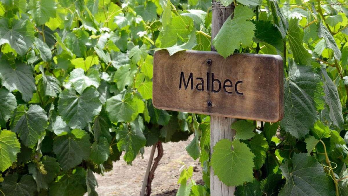 De casi desaparecer en Francia a ser el emblema que posicionó al vino argentino en el mapa mundial. Una combinación de políti