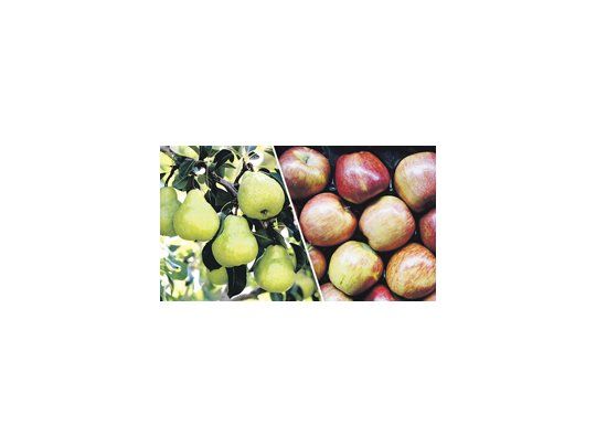 El Ministerio de Agricultura y la Federación de Productores de Fruta de Río Negro y Neuquén pusieron ayer en marcha un Fondo Rotatorio de $ 20 millones destinado a atender las necesidades financieras de los pequeños y medianos productores frutícolas