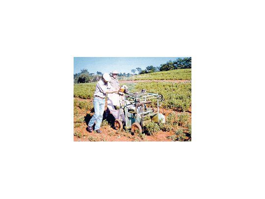 La producción estimada para Salta y Jujuy de tabaco Virginia este año es de unas 90 mil toneladas.