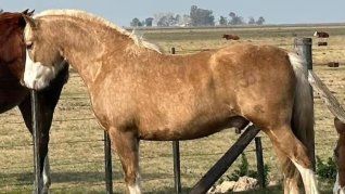 Alarma por el robo de cuatro caballosd e alto valor en Cañuelas.