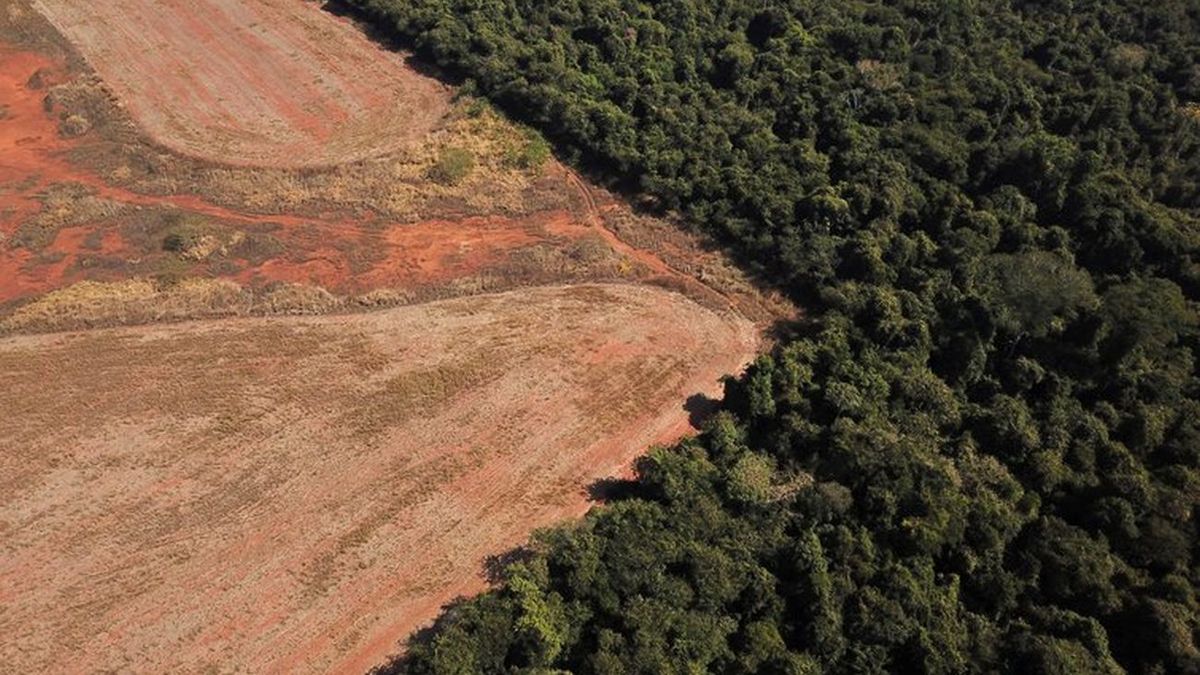 Deforestation in the Brazilian Amazon broke a new record