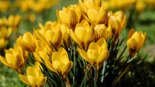 El 21 de septiembre se regala Flores amarillas y esta es la razón de porque se volvió una tradición.