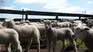 La exportación de carne ovina sufre las consecuencias de la guerra en Medio Oriente. 