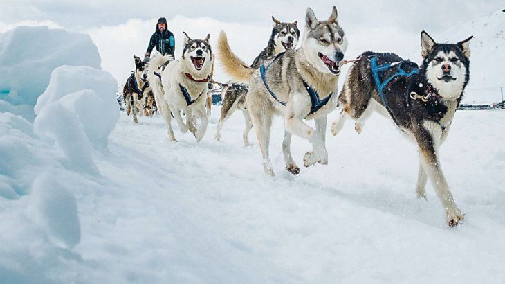 Nieve