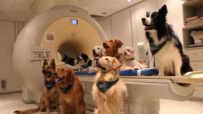 Perros.&nbsp;