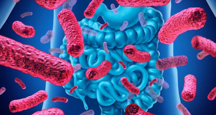 El equilibrio del microbioma intestinal es determinante para el sistema digestivo.