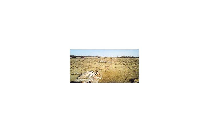 El Gobierno de Formosa dictará la emergencia agropecuaria para los campos afectados por la sequía. La provincia no se vio beneficiada con las lluvias de comienzo de semana.