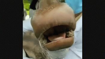 El hecho que tuvo lugar en China generó todo tipo de teorías. Es que muchos de los cibernautas se preguntaron si sería posible que en el país hubieran podido clonar a esta especie extinguida hace miles de años.