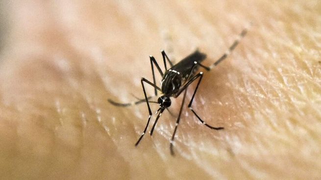 Alerta por caso autóctono de dengue en Uruguay.&nbsp;
