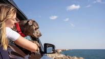 Cuáles son las razones por las cuáles nuestras mascotas desarrollan un vínculo afectivo con sus dueños.