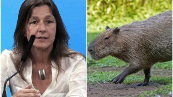 frederic sobre los carpinchos: es una manera en que la naturaleza devuelve el dano que le hacen