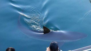 Tras permanecer durante horas en aguas cercanas, el tiburón nadó durante la noche por debajo de una red de barrera exterior instalada en la plataforma y volvió a entrar en la vía de agua.