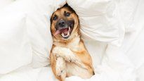 Hay una manera económica y personalizada de hacerle una cama a tus mascotas.
