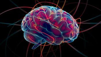 Cerebro.