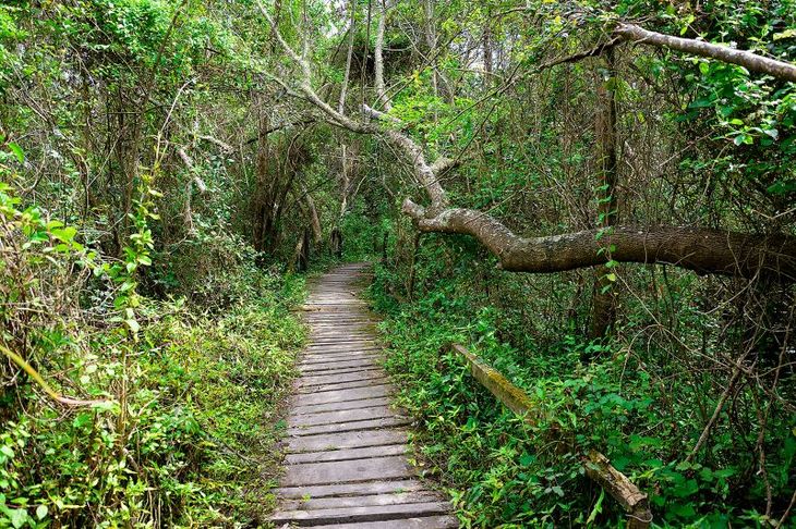 The Punta Lara Natural Reserve stands out for its abundant vegetation. The Punta Lara Natural Reserve stands out for its abundant vegetation.