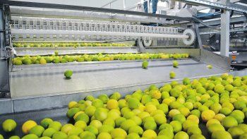El limón el alimento que más subió en enero.