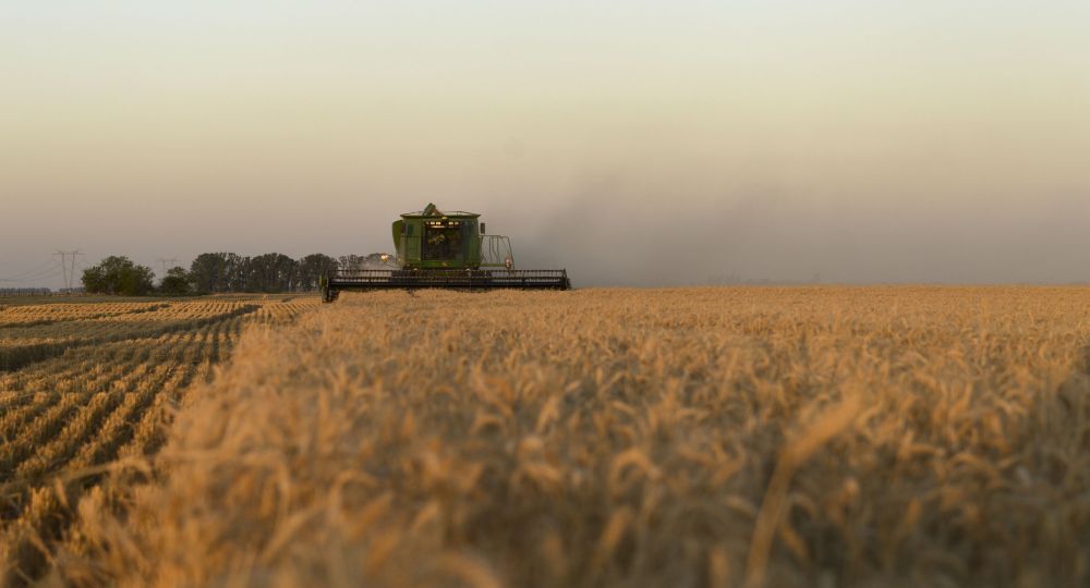 Efecto sequía: producción de trigo cae a 16,5 M de toneladas (la más baja en siete años)
