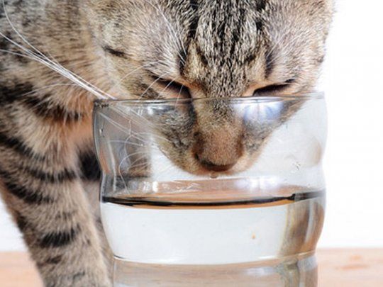 Mes del gato: 7 curiosidades de sus hábitos alimenticios que no conocías
