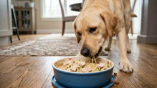 La tendencia de sumar fideos a la dieta de los perros genera dudas entre especialistas. La tendencia de sumar fideos a la dieta de los perros genera dudas entre especialistas.