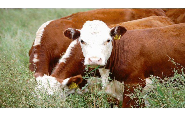 ámbito.com | Escenario . Algunos relevamientos indican que en la Argentina hay 100 millones de hectáreas de pasto y podrían ser mejoradas.