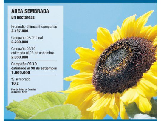 Cae un 15% intención de siembra del girasol