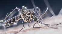 El Minsiterio de Salud promueve las medidas de prevención contra el dengue.